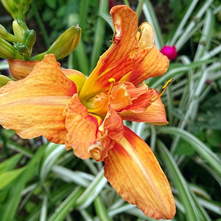 Viendienė "Fulva Kwanso Variegata" (Daylily/Hemerocallis) - Gelynėlis