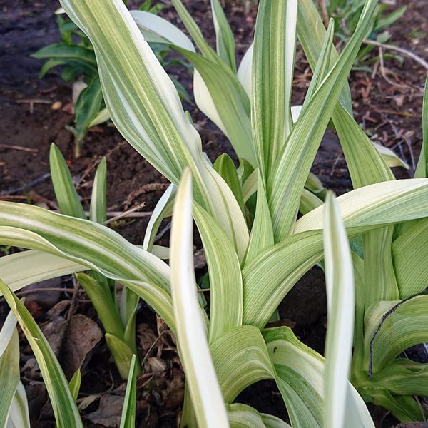 Viendienė "Fulva Kwanso Variegata" (Daylily/Hemerocallis) - Gelynėlis