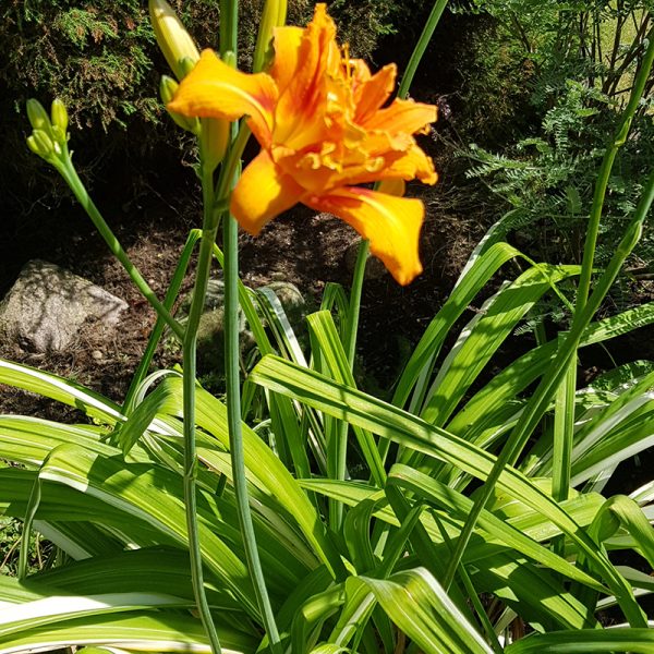 Viendienė "Fulva Kwanso Variegata" (Daylily/Hemerocallis) - Gelynėlis
