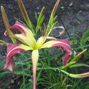 Hemerocallis Heavenly Mr Twister